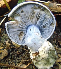 Cortinarius subsolitarius