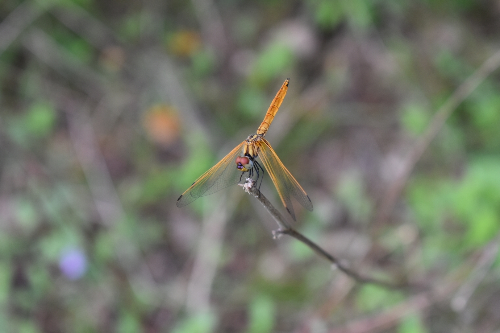 Crimson Marsh Glider