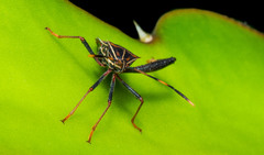 Leptoglossus lineosus