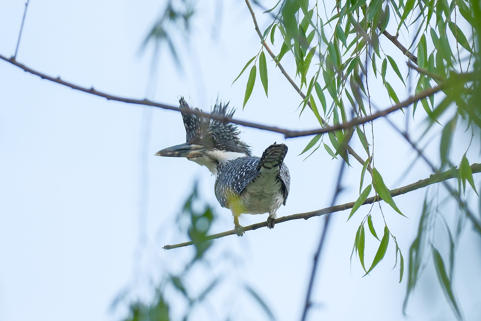 Crested Kingfisher