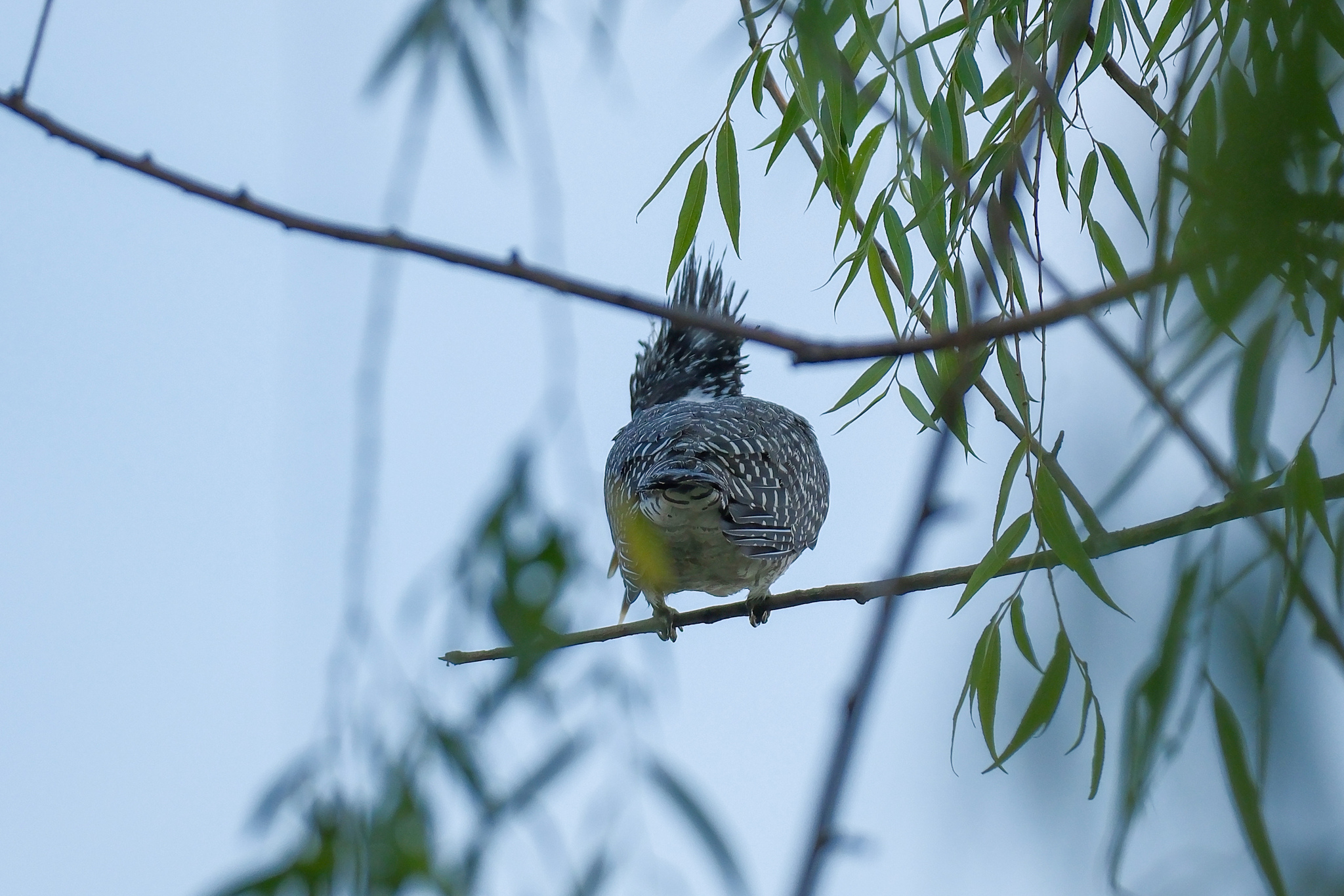 Crested Kingfisher