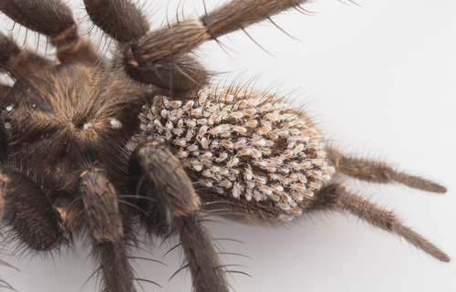 taxonomy_inaturalist image for Acari