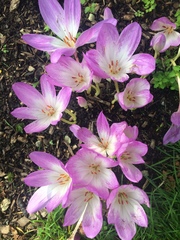 Colchicum speciosum