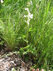 Sidalcea candida