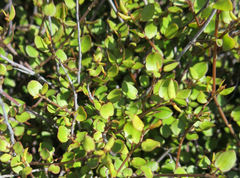 Muehlenbeckia complexa