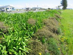 Muehlenbeckia complexa