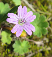 Geranium molle