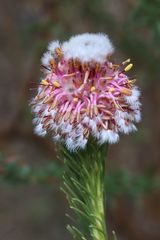 Serruria trilopha