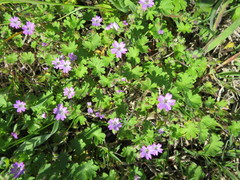 Geranium molle