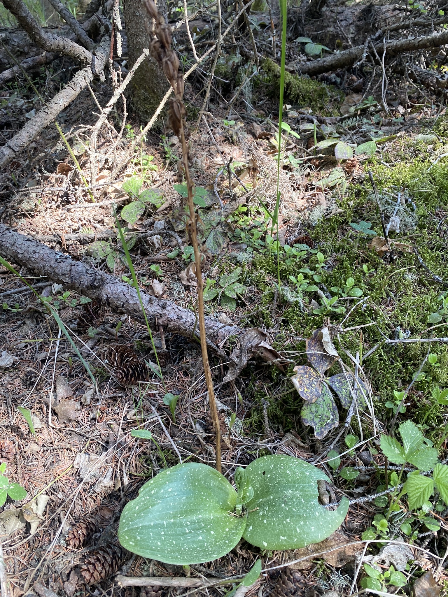 Imagem de Platanthera orbiculata não possui um nome popular amplamente reconhecido no Brasil