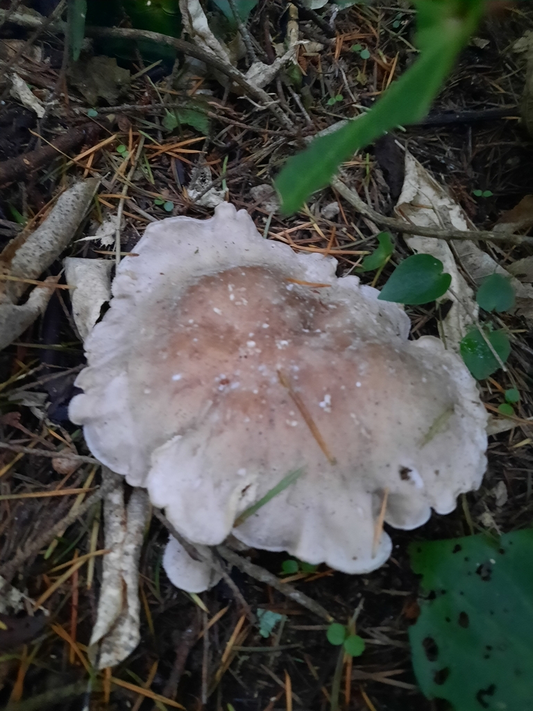 Clitocybe nebularis · May 2025 · photo: © maxxrandomnumbers (iNaturalist, cc0)