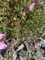 Epilobium obcordatum