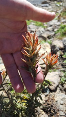 Castilleja applegatei applegatei