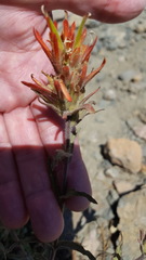 Castilleja applegatei applegatei