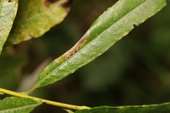 Phyllonorycter salictella