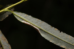 Phyllonorycter salictella