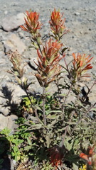 Castilleja applegatei applegatei