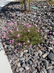 Epilobium obcordatum