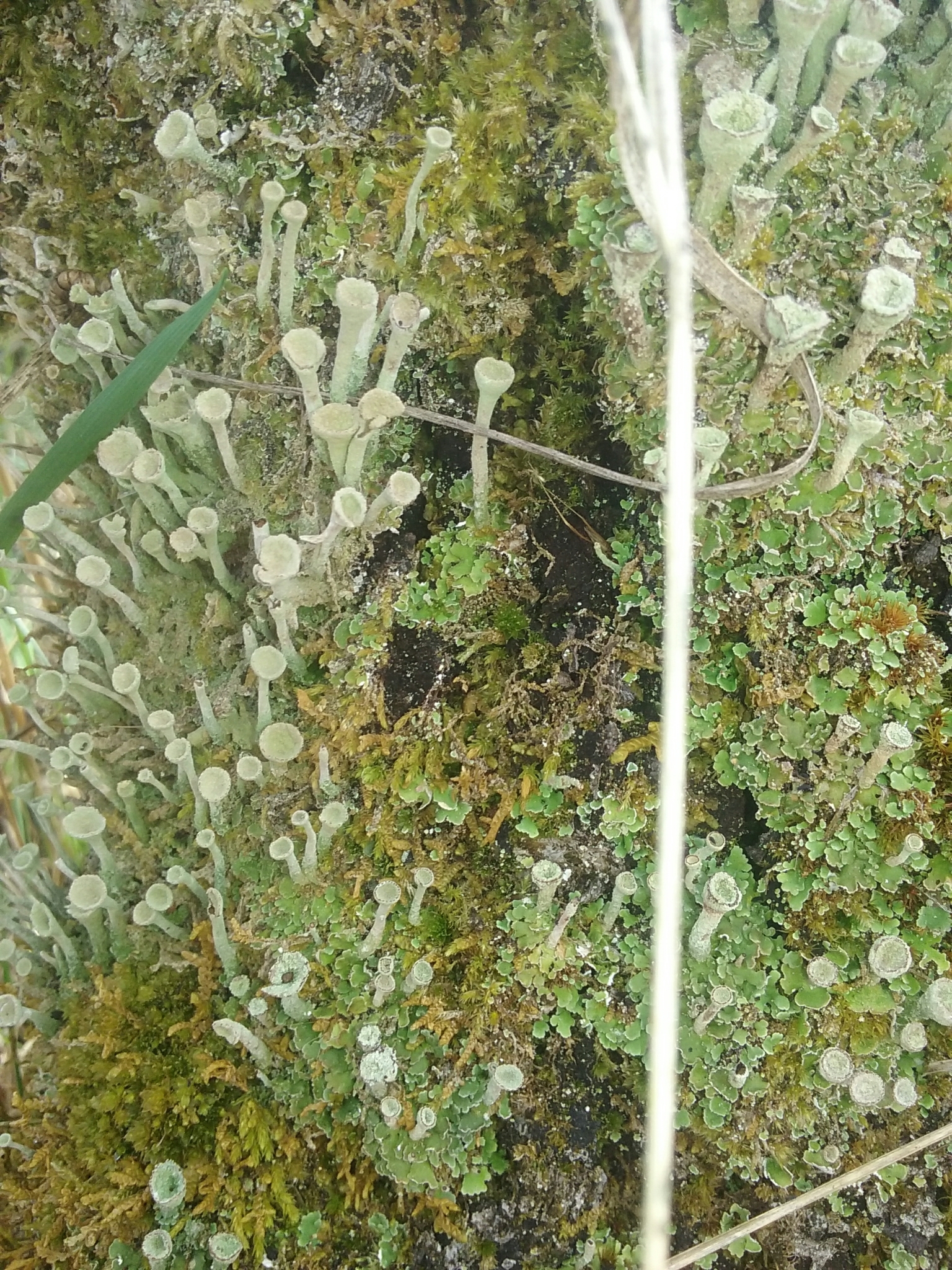 Cladonia fimbriata image