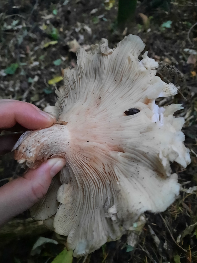 Clitocybe nebularis · May 2025 · photo: © maxxrandomnumbers (iNaturalist, cc0)