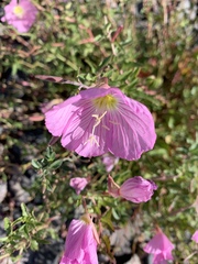 Epilobium obcordatum