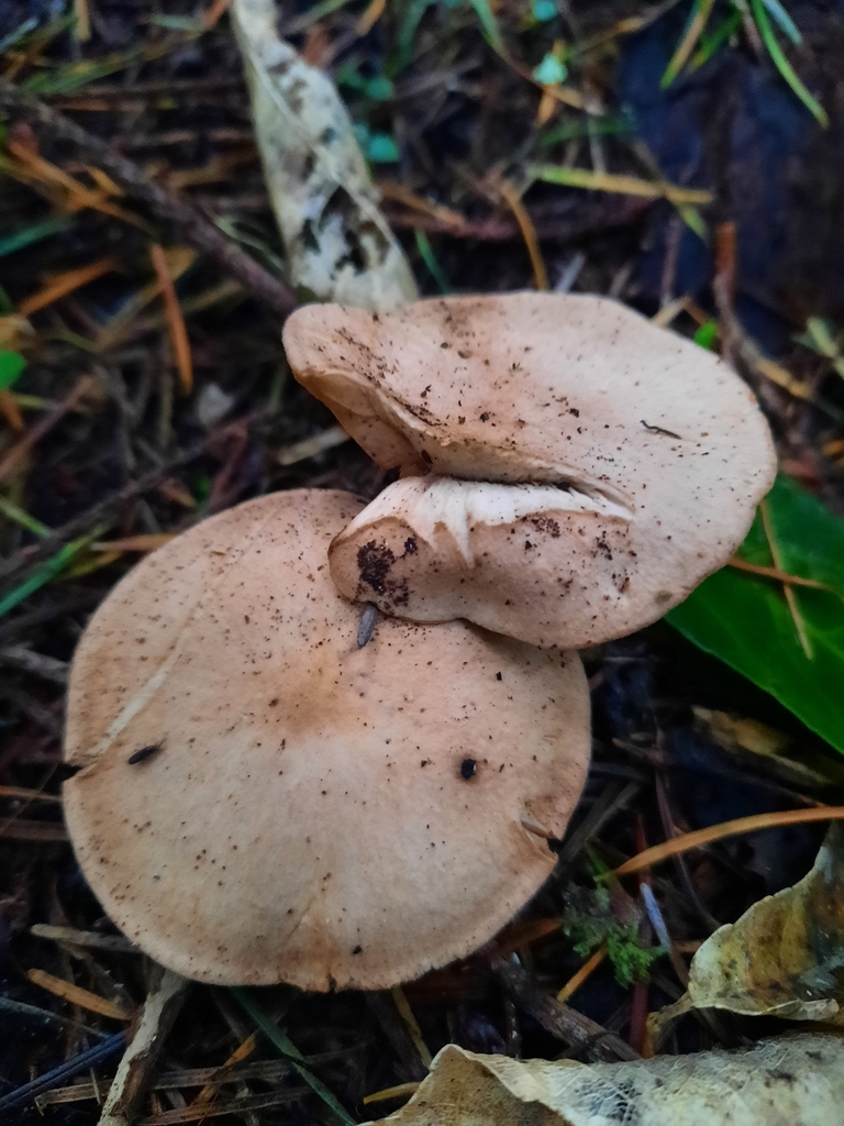 Rhodocybe piperita · May 2025 · photo: © maxxrandomnumbers (iNaturalist, cc0)