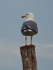 Larus michahellis
