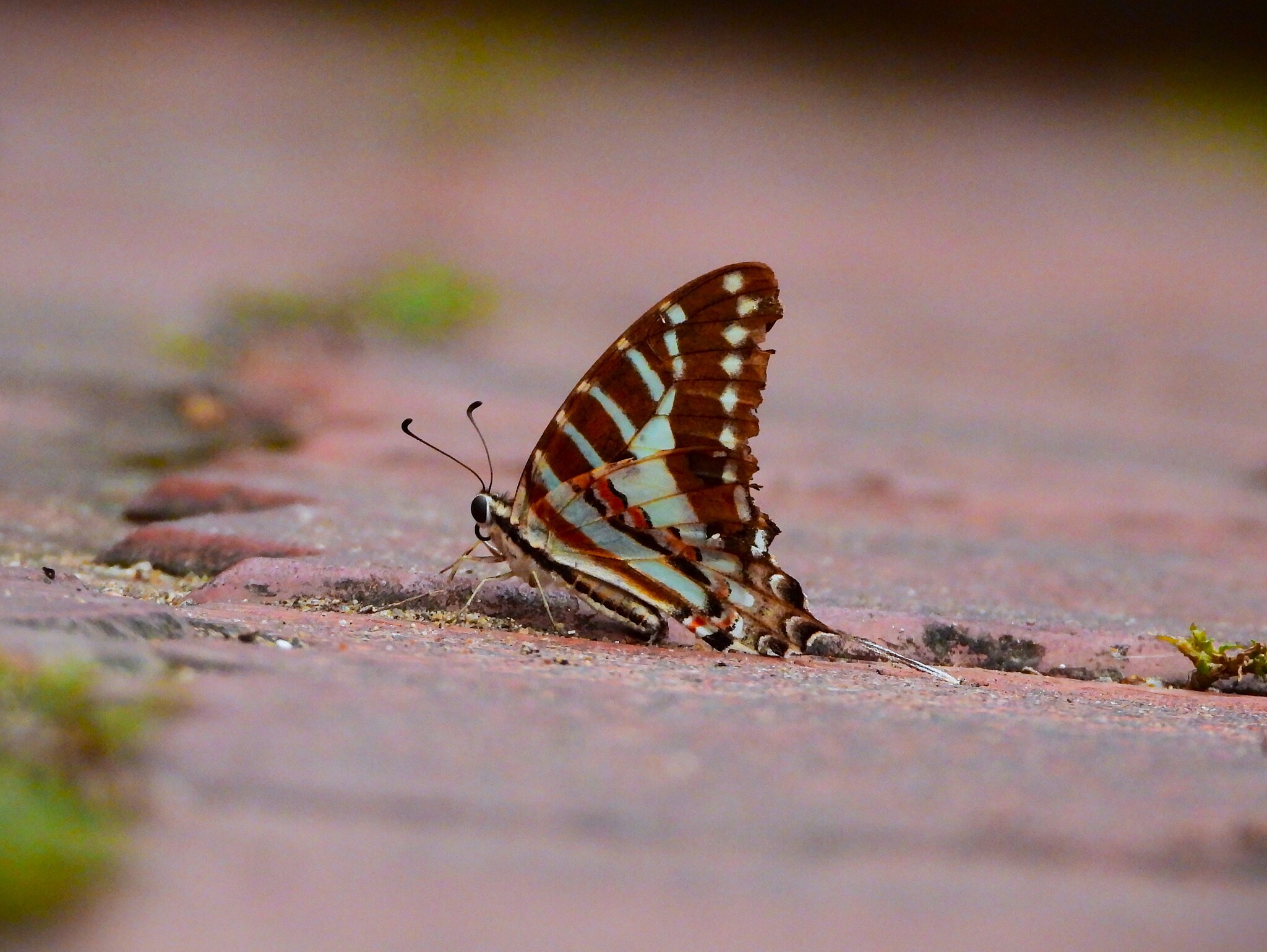Spot Swordtail