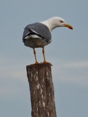Larus michahellis