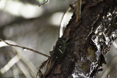 Neotibicen latifasciatus
