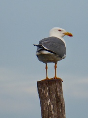 Larus michahellis