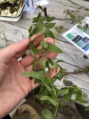 Scutellaria galericulata