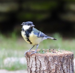 Parus major