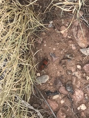 Pseudomethoca propinqua