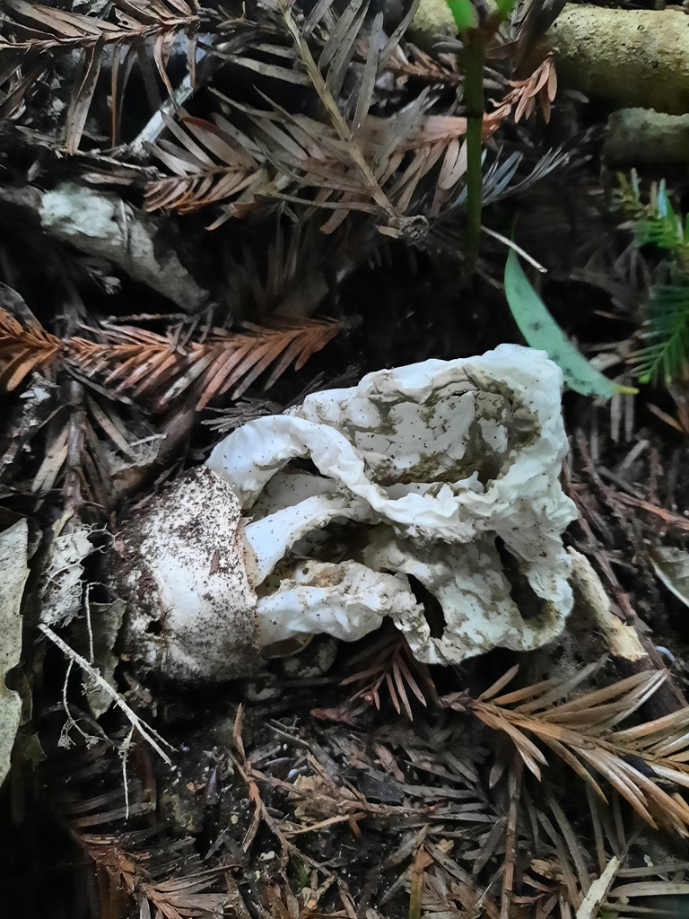 Ileodictyon cibarium · May 2025 · photo: © maxxrandomnumbers (iNaturalist, cc0)