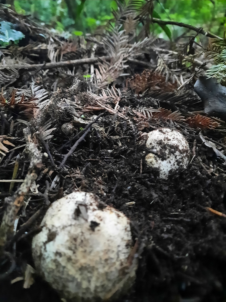 Ileodictyon cibarium · May 2025 · photo: © maxxrandomnumbers (iNaturalist, cc0)