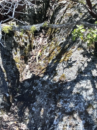 iNaturalist observation photo of Gilbert's Skink