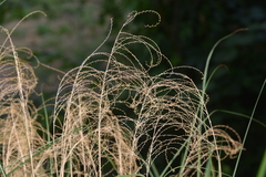 Stipa pennata