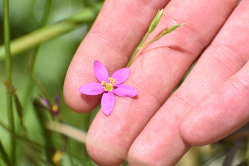 Arizona centaury (Zeltnera arizonica)