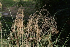 Stipa pennata