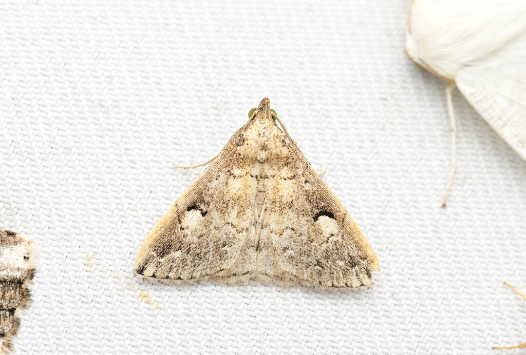 Nodaria interrupta