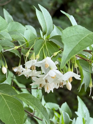 Styrax japonicus