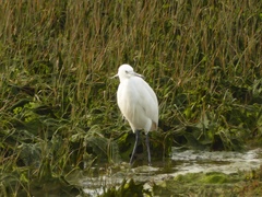 Egretta garzetta