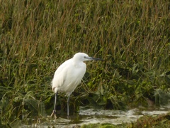 Egretta garzetta