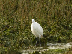 Egretta garzetta
