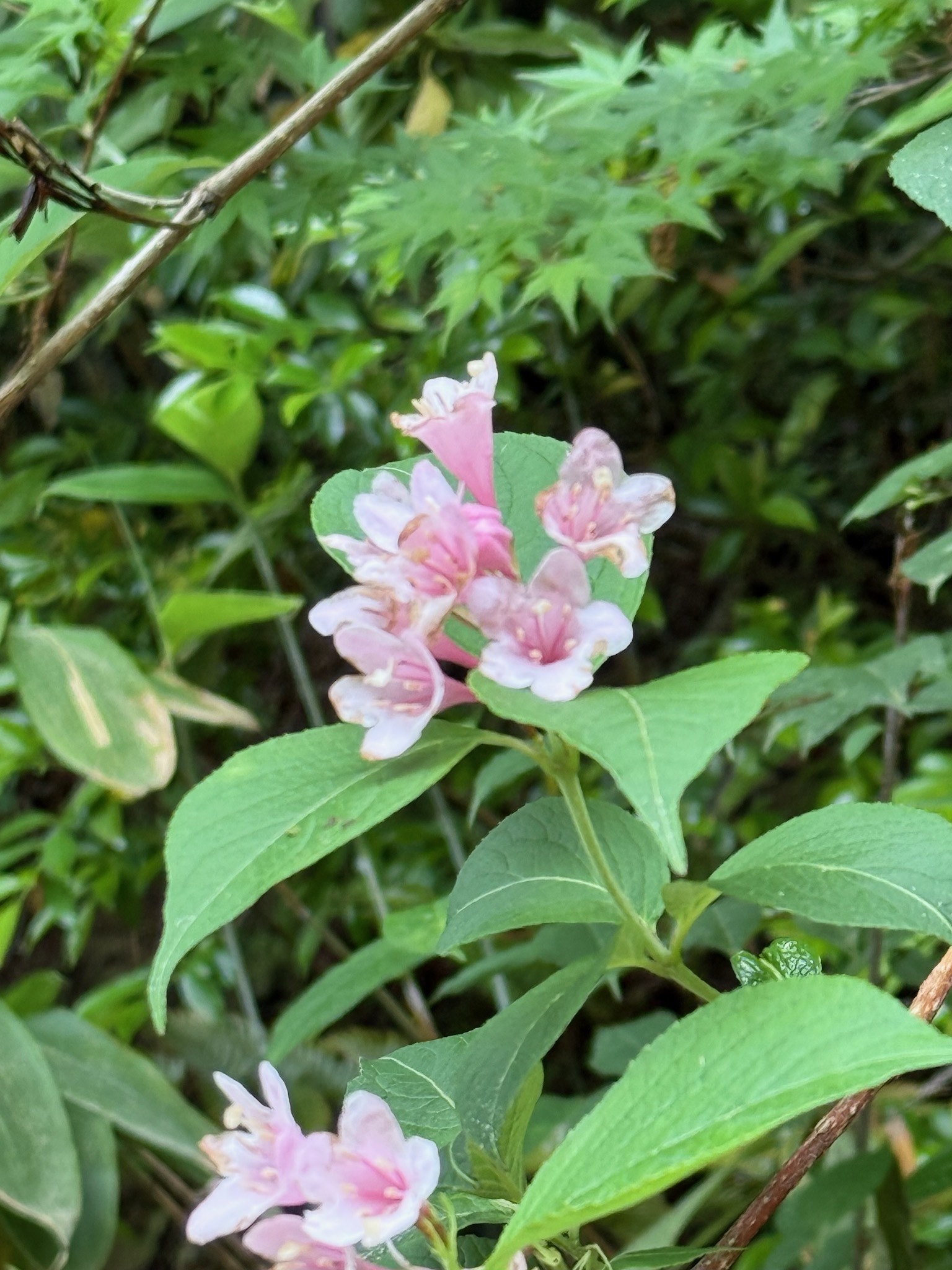 Weigela Hortensis (Weigela hortensis)
