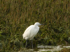 Egretta garzetta