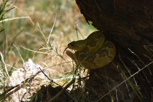 Western Black-tailed Rattlesnake