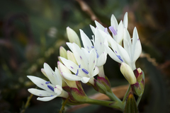 Codonorhiza fastigiata