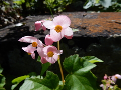 Begonia palmeri